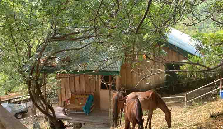 horse-ranch-in-Ghana-Africa