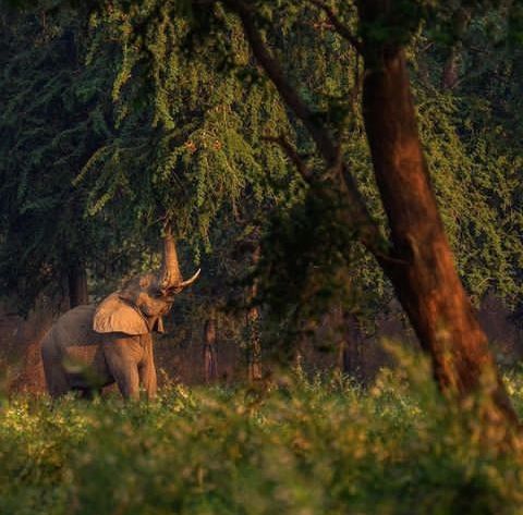 safari near mozambique