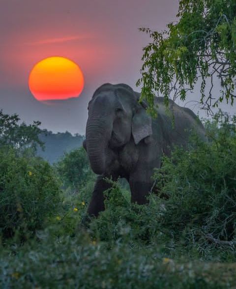 Bali Elephant Sanctuary: A Haven for Majestic Creatures