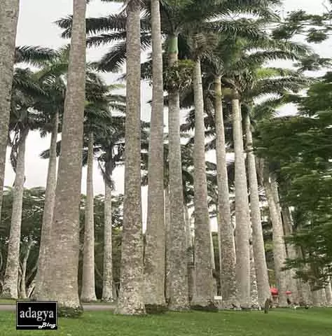 Aburi-botanical-gardens