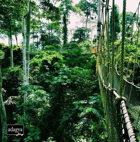 Kakum-Canopy-Walk-Ghana