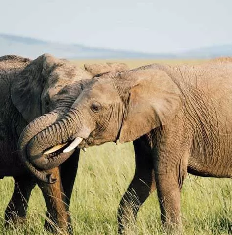 Maasai Mara Reserve