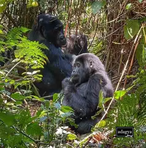 Rwanda-Kigali-gorilla-trekking-afrika