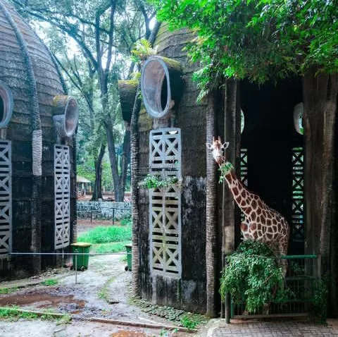 Indonesia-Jakarta-ragunan-zoo