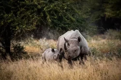 South-Africa-Kruger-National-Park-