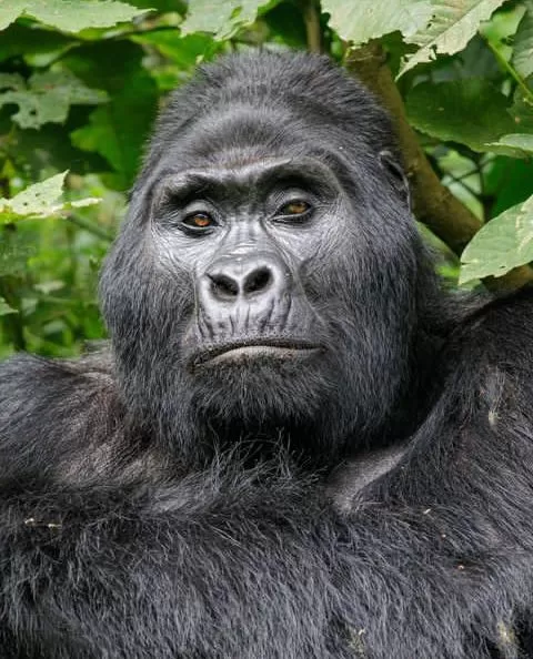 Kigali-Gorilla-Trek-3