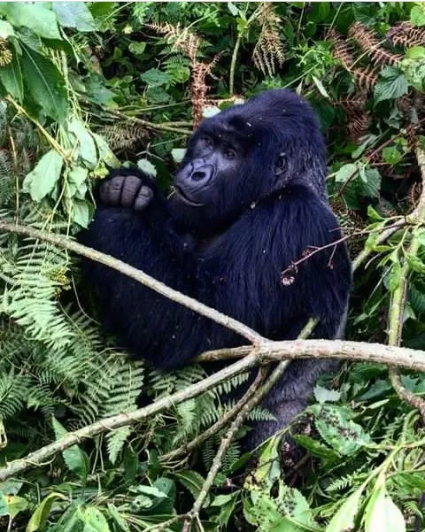 Kigali-Gorilla-Trek-4