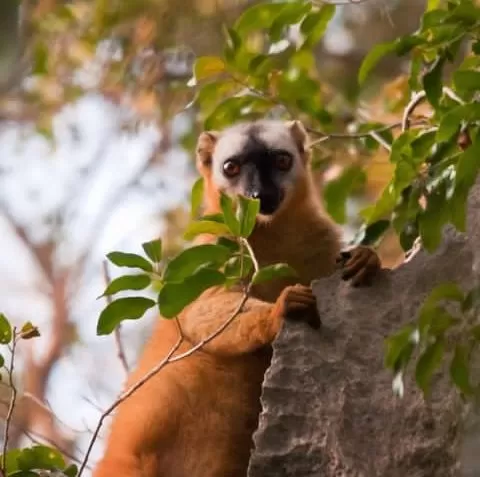 Madagascar-National-Parks-7