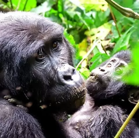 Rwanda-Volcanoes-National-Park-2