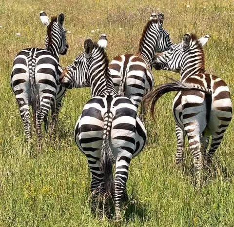 Tanzania-Safari-Tours-10