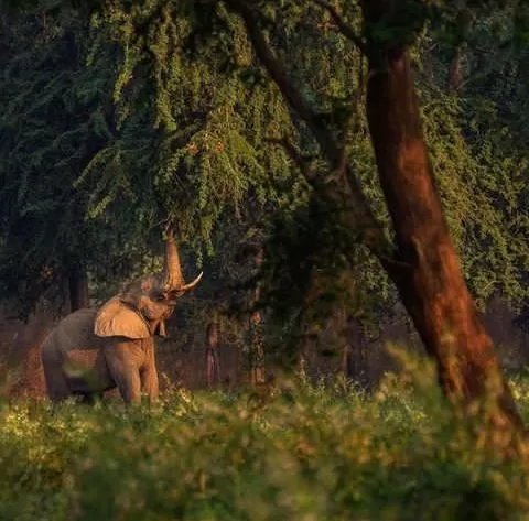 Mozambique-Safari-1