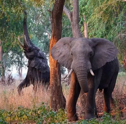 Mozambique-Safari-3