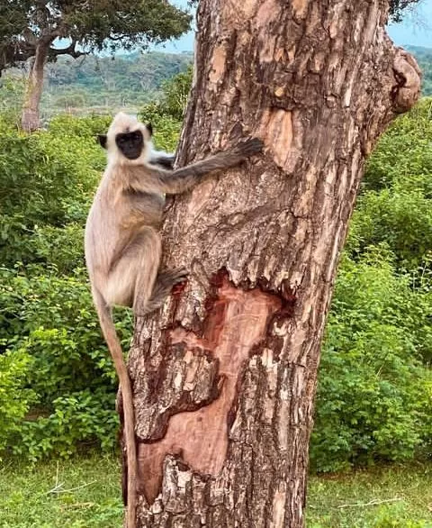 Mozambique-Safari-6