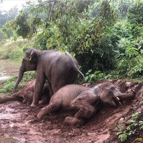 Bali-Elephant-Sanctuary-4