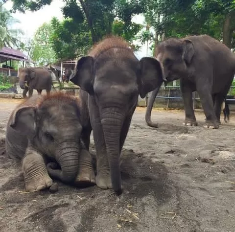 Bali-Elephant-Sanctuary