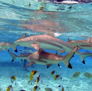 Bora-Bora-Overwater-Bungalow-3