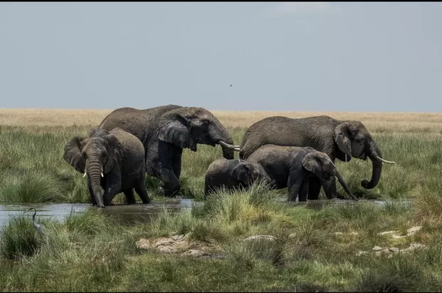 African-Safari-3-1