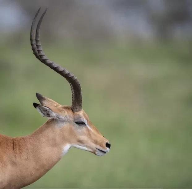 African-Safari-8